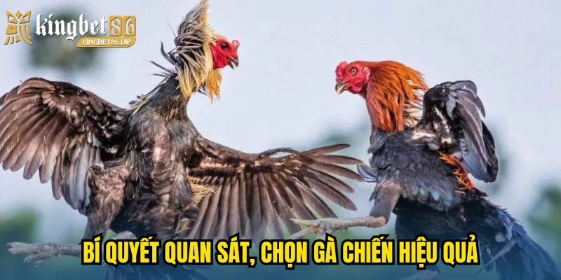 Bí quyết quan sát, chọn gà chiến hiệu quả