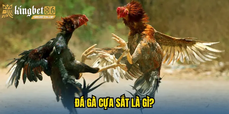 Đá gà cựa sắt là gì?