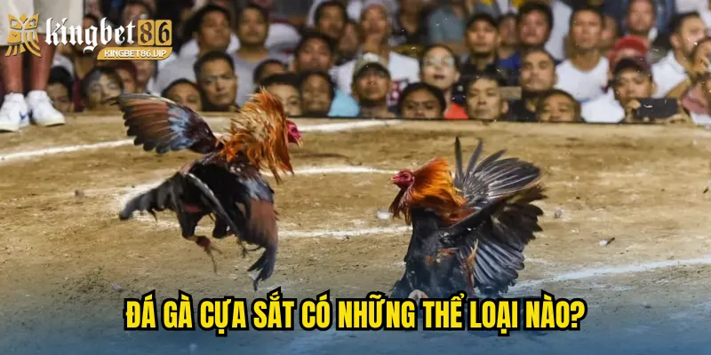 Đá gà cựa sắt có những thể loại nào?