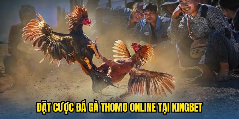 Đặt cược đá gà thomo online tại kingbet